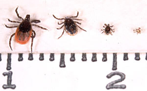 Developing sizes of ticks