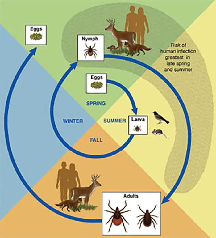 Tick Life Cycle