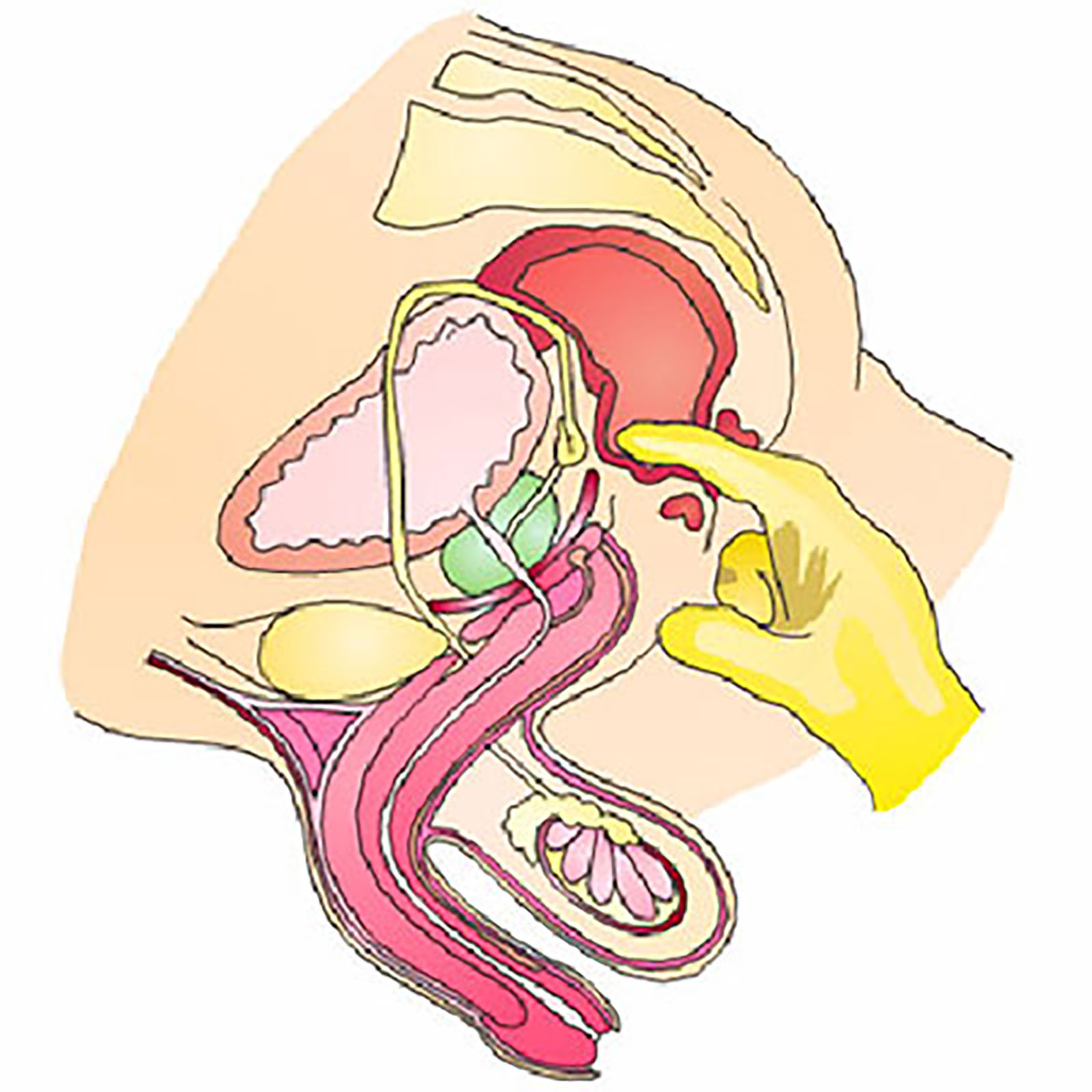 Ts Prostate