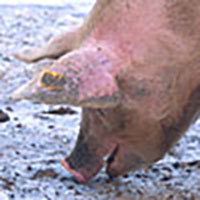 A Pig A Pig
